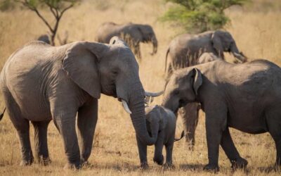 Rencontre avec la faune africaine lors dun safari au parc Kruger